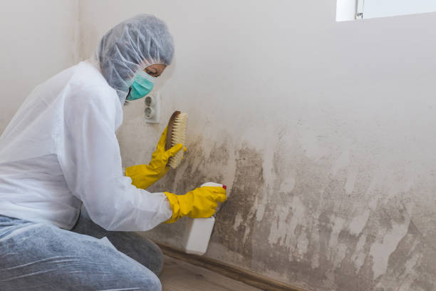 Best Mold Damage Restoration in Cooper, TX